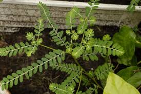Image result for Phyllanthus fraternus