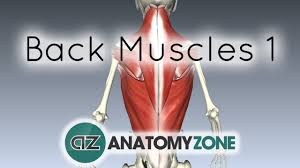 Learn about anatomy back muscles with free interactive flashcards. Extrinsic Muscles Of The Back 3d Interactive Anatomy Tutorial