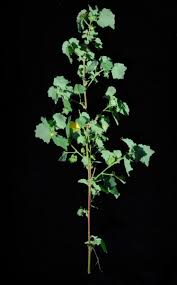 Image result for Pavonia burchellii