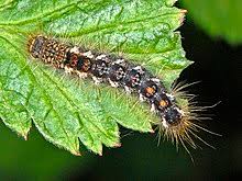 Check out our long caterpillar selection for the very best in unique or custom, handmade pieces from our shops. Brown Tail Moth Wikipedia