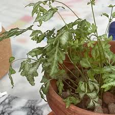 Image result for Pteris commutata