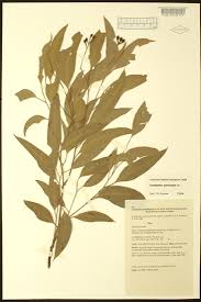 Image result for Eucalyptus paniculata