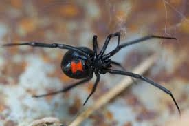 Yellow house spiders usually enter the house in the late fall where they hide out until spring. 10 Common Spiders In Georgia Spider Identification And Prevention