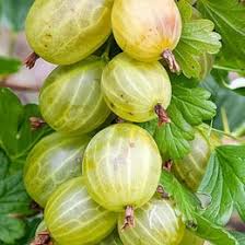 Catina cu miere de albine este buna pentru imunitate. Catina Alba Selectie Soiuri Set 6 Buc Agrodenmar Ro