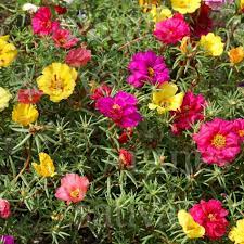 What are the shipping options for. Moss Rose Buy Organic Seeds Online Annual Flowers Sativa Online Shop