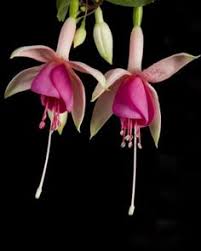 Risultati immagini per Naturaleza perfecta. Fuchsia.