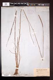 Image result for Coelorachis