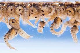 What You Should Know About Mosquito Larvae After Mosquito Eggs Hatch In Water They Become Mosquito Larvae Learn M Mosquito Mosquito Larvae Termite Control
