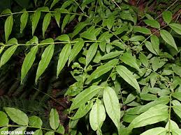 Image result for Bussea xylocarpa