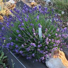 Pour accélérer la reprise, vous pouvez placer un sac plastique à l'envers et l'attacher au pot avec un élastique pour. Lavande Naine Violet Fonce Lavandula Angustifolia Thumbelina Leigh