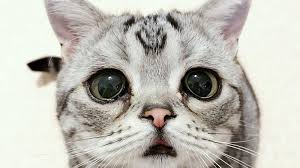 Lebih jelasnya anda bisa bagi anda yang menyukainya silahkan download gambar wallpaper kucing lucu dari blog kami dengan cara klik. Gambar Gambar Kucing Lucu Yang Bisa Bikin Tertawa Dan Gemes Toplucu