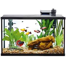 You may see betta fish housed in tiny plastic bowls in stores, but bettas can jump, so make sure the tank has a lid. Top Fin Essentials Aquarium Starter Kit Fish Starter Kits Petsmart