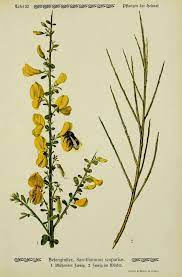 Pin By L O B B Y L O B S T E R On Herb Rium Drawing Illustration Illustration Botanical Illustration