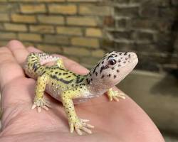 gecko figurineの画像