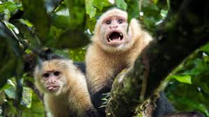 We did not find results for: Adorable Monkeys Caught Commiting Grisly Act Of Cannibalism Live Science