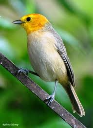 Grey Bird With Orange Wings Orange Headed Tanager Thlypopsis Sordida Orange Brown And Grey Bright Orange