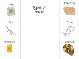 Fossils Interactive Notebook With Images Interactive Science Notebook Earth Science Interactive Notebooks