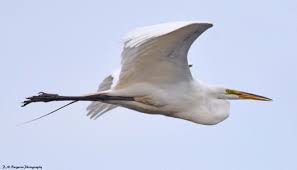 White Bird With Long Legs And Long Beak White Egret In 2020 Coastal Birds White Egret Avian