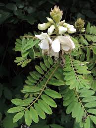 Image result for Tephrosia vogelii