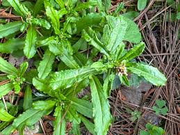 Image result for Hexasepalum flavescens