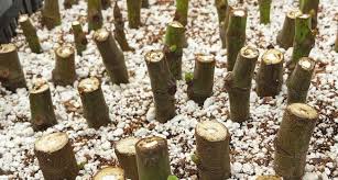 Maybe you would like to learn more about one of these? Rooting Dormant Hardwood Fig Cuttings One Green World