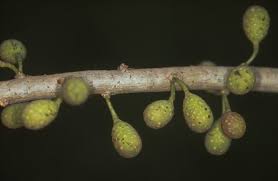 Image result for Ficus ottoniifolia