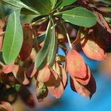 Image result for Terminalia sericea