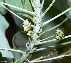 Image result for Macaranga schweinfurthii