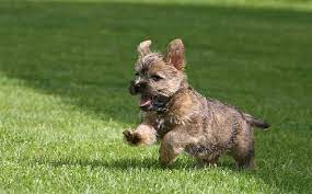 Maybe you would like to learn more about one of these? All About Cairn Terrier Dog Breed Origin Behavior Trainability Facts Photos Puppy Color
