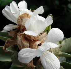 Image result for Barleria albostellata