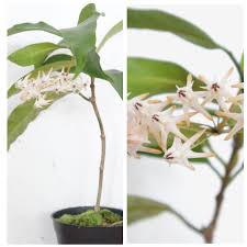 Image result for hoya multiflora