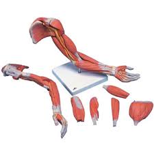 On the posterior side of the arm the extensor muscles, such as the extensor carpi ulnaris and. Arm Muscles Anatomy Model Ucf Libraries