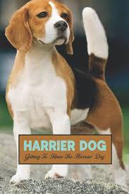 Image result for Harrier dog