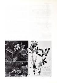 Image result for Eriosema nutans