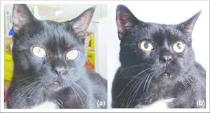This is the definitive method for verifying acromegaly. A Male European Shorthair Cat At A 11 Years Of Age And At B 14 Download Scientific Diagram