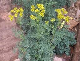 He understands your thoughts and give you honest feed back on any opinion you may have. Como Cuidar La Planta De Ruda Planta De Ruda Jardineria Y Plantas Como Sembrar Plantas