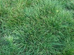 Tamil is a very old classical language and has inscriptions from 500 b.c and plays a significant role as a language in the world today. Horticulture Landscaping Lawn And Lawn Making