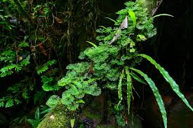 Image result for Elaphoglossum welwitschii