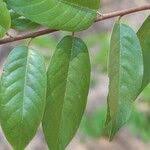 Image result for Marquesia macroura