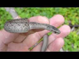 The Brown Snake Storeria Dekayi Is A Small Non Venomous Colubrid Snake Found In North And Central America Snake Brown Garden Sculpture