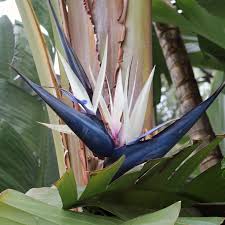 In the ground bird of paradise get big and are often unrecognizable from their potted juvenile state. Giant Bird Of Paradise Strelitzia Nicolai