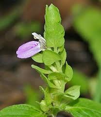 Image result for Justicia stachytarphetoides