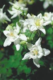 Aquilegia Alaska Country Garden Flowers Love Flowers Beautiful Flowers