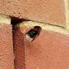 It is important to know that when you have a hive inside a wall the honey and the bees have to come out. 1