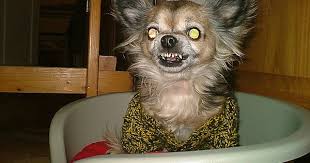 My Mothers Scary Chihuahua Chihuahua Funny Animals Happy Stories