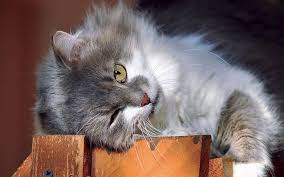 Remember mufasa and simba from the lion king? 175 Grey Cat Names An Awesome List For Naming Your Cat