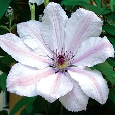 Maybe you would like to learn more about one of these? Clematis John Paul Ii Clearview Horticultural Products