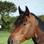 Equestrian History of Long Island