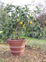 Maybe you would like to learn more about one of these? 25 Growing Citrus Trees Ideas Citrus Trees Growing Citrus Fruit Trees