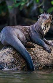 Pin By Glilly On Wildlife Rainforest Animals Amazon Animals Giant River Otter